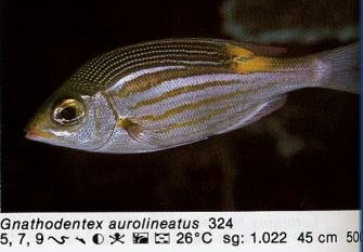 Gnathodentex aurolineatus